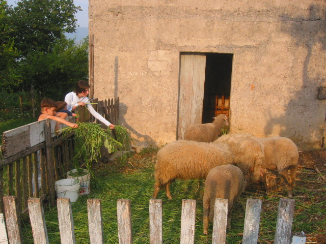 Agriturismo : turisti che visitano un allevamento di pecore.