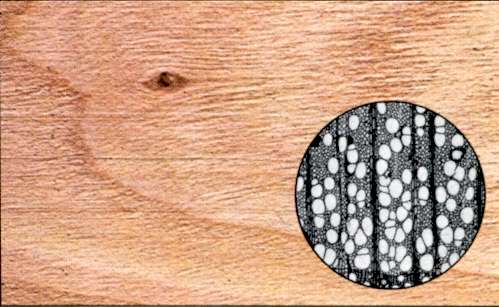 Tipo di legno: ciliegio ,particolare al microscopio