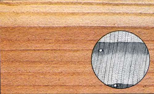 Tipo di legno: larice ,particolare al microscopio