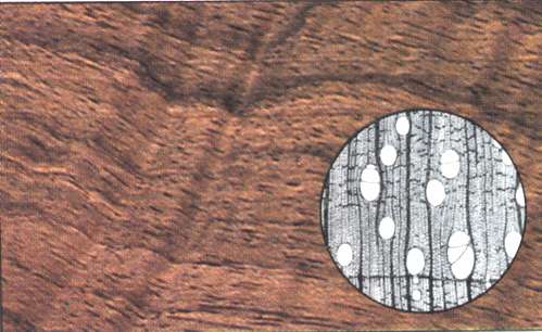 Tipo di legno: noce nazionale,particolare al microscopio
