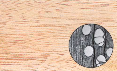 Tipo di legno: okumè,particolare al microscopio
