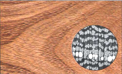 Tipo di legno: olmo,particolare al microscopio