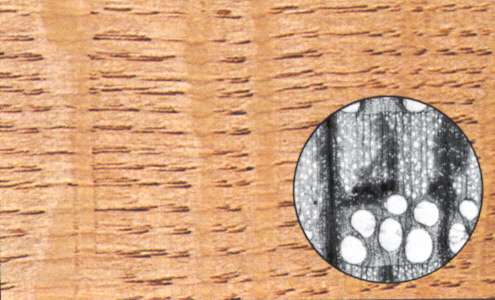 Tipo di legno: rovere ,particolare al microscopio